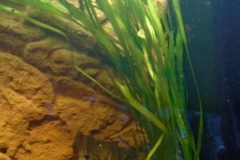 Eerste Plant - Vallisneria 15-01-2022