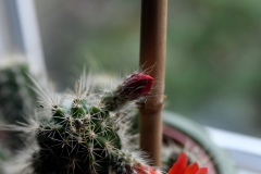 DSC_2313-b