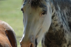 Paard