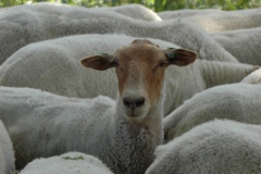 Schaap(en) (kiekeboe)