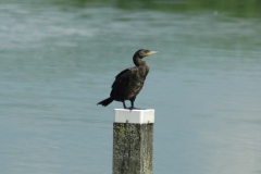 Aalscholver