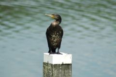 Aalscholver
