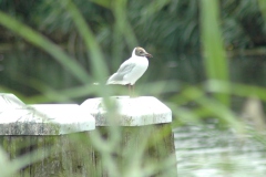 Meeuw bespied