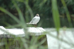 Meeuw bespied