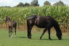Merrie met veulen