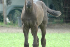 Veulen