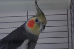 Binky de Valkparkiet
