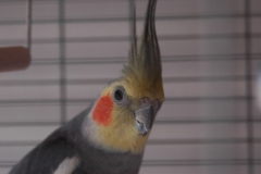 Binky de Valkparkiet