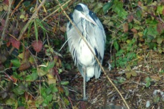Reiger