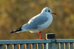 Meeuw