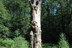 Duivelsboom