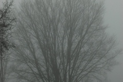 Mistig