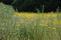 Prachtig veld met Weidebloemen