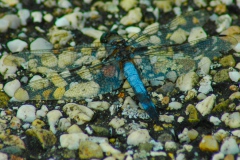 Libelle